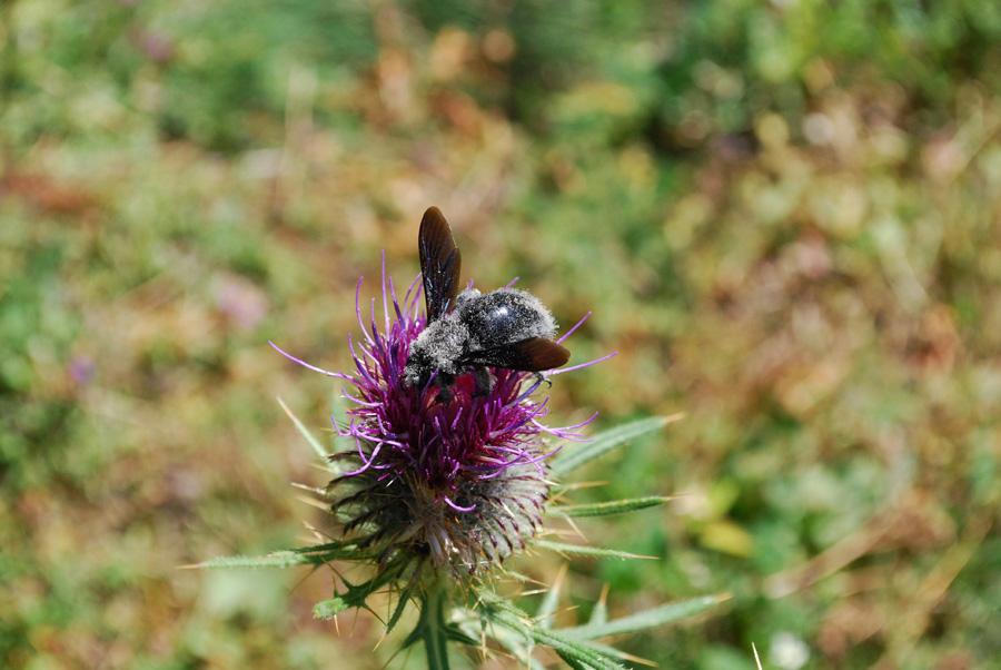 xylocopa?